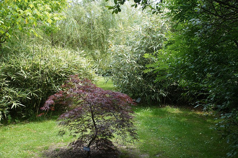 Hibanobambusa tranquillans Shiroshima avec acer dissectum Paul Garnet